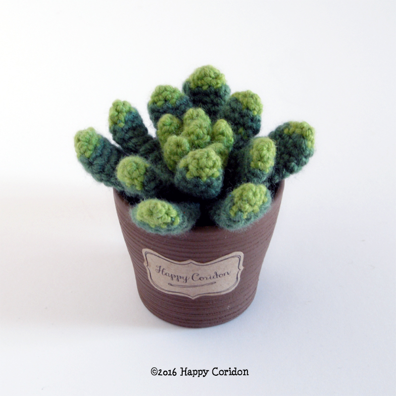 cactus-senape04